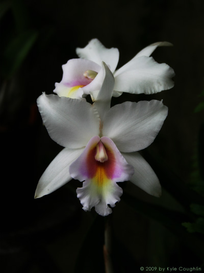 The Orchid's Lullaby