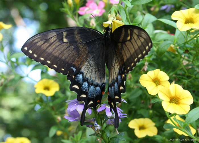 Breakfast for the Butterfly