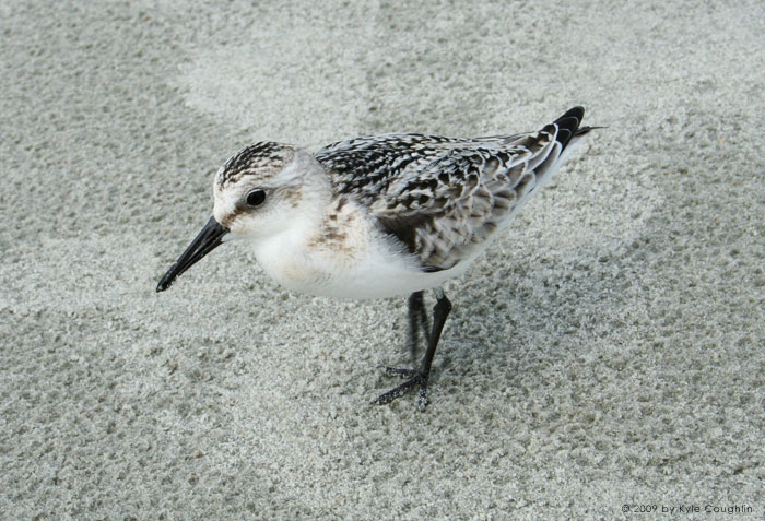 The Merry Little Sandpiper