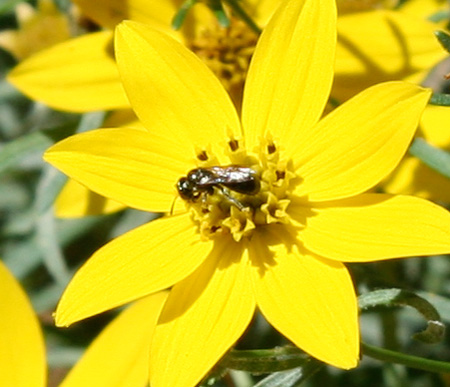 The Little Golden Bee on the Little Golden Flower