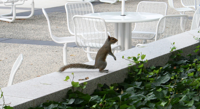 Mr. Squirrel Goes to a Concert