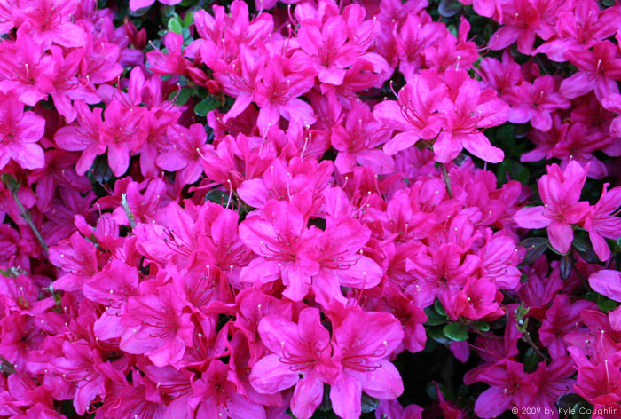 Azaleas