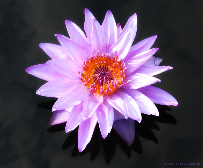 A Purple Water Lily