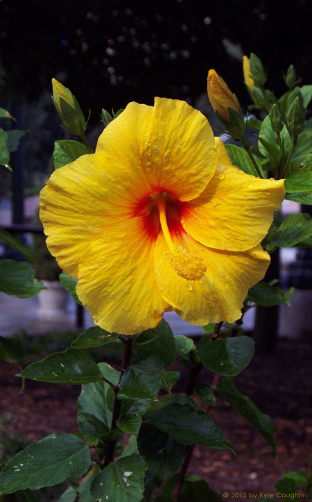 The Golden Hibiscus