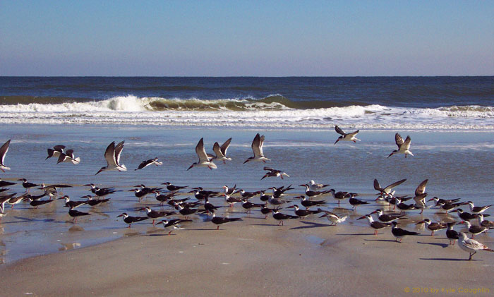 The Waltz of the Gulls on the Beach