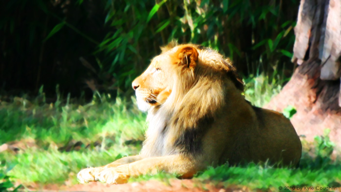 Fanfare for a Noble Lion