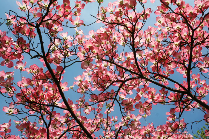 Pink Dogwoods Playing in a Clear Blue Sky