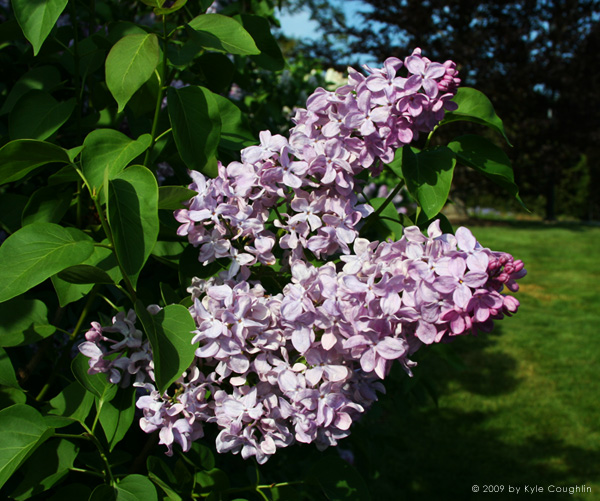 Lilacs