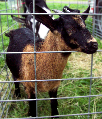 The Goat Who Wanted To Have His Clarinet