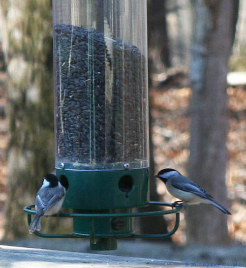 Two Chickadees Go Out to Dinner